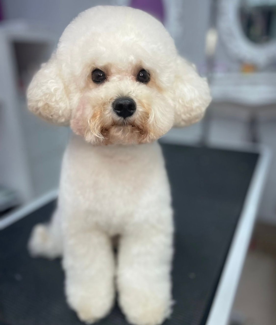 Bichón blanco tras corte en peluquería canina Chamberí Madrid — Interzoo Viriato