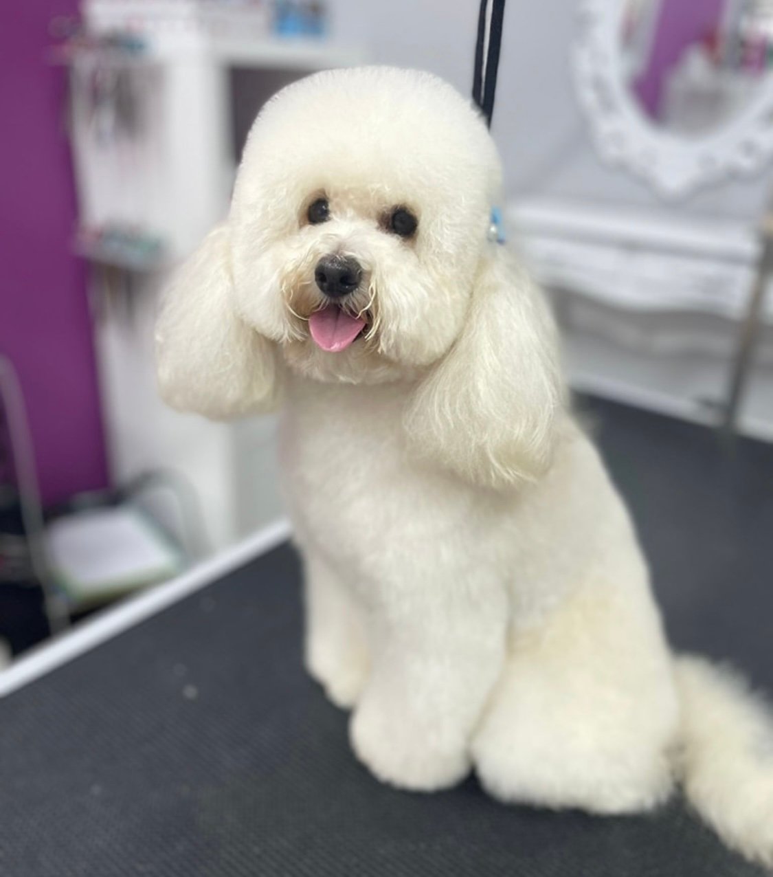 Bichón Frisé peinado en peluquería canina Chamberí Madrid — Interzoo Viriato
