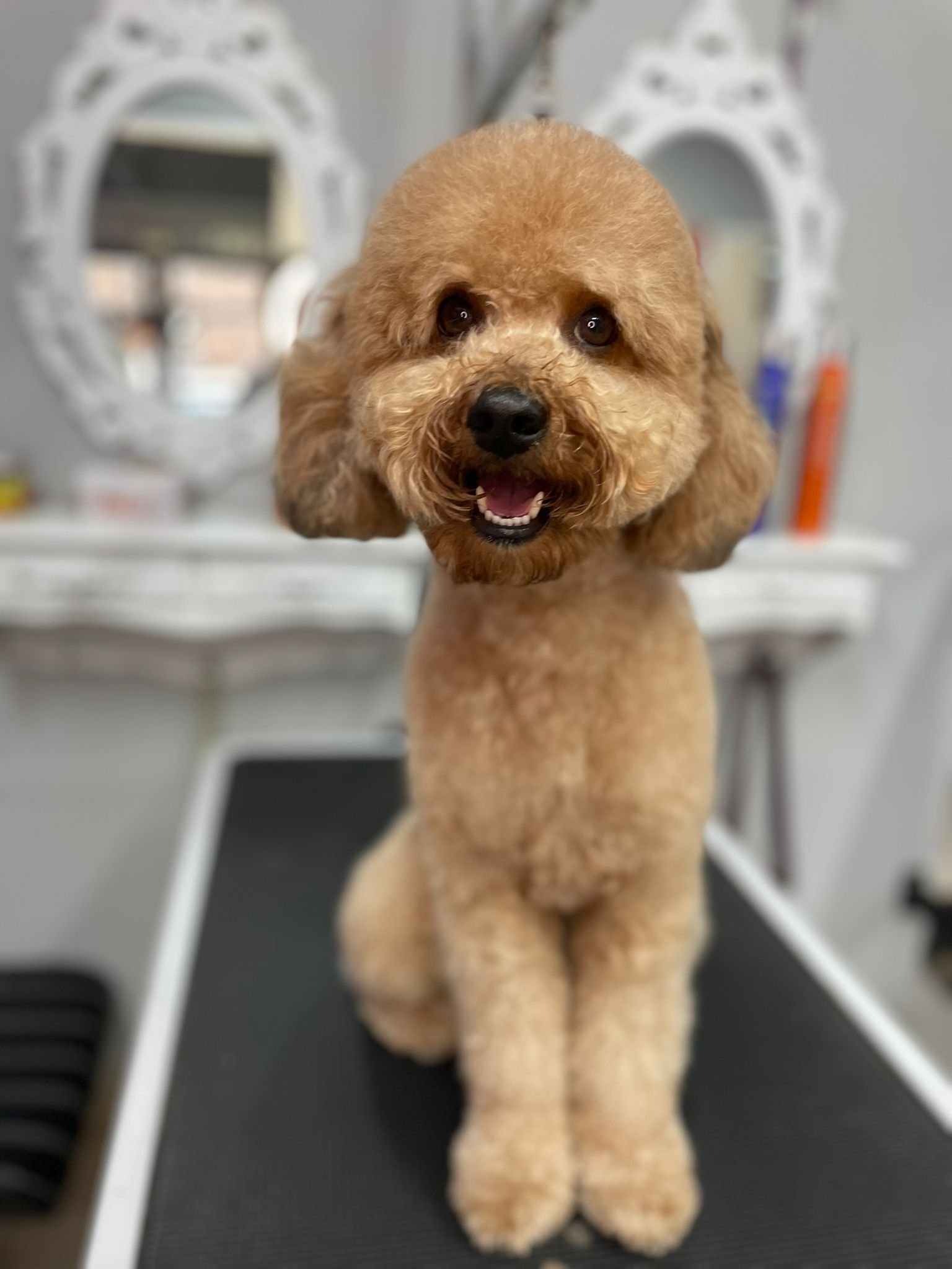 Caniche rizado sonriente tras peluquería en Chamberí Madrid — Interzoo Viriato