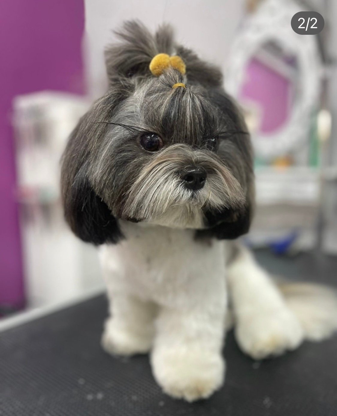 Shih Tzu con moño en peluquería canina Chamberí Madrid — Interzoo Viriato