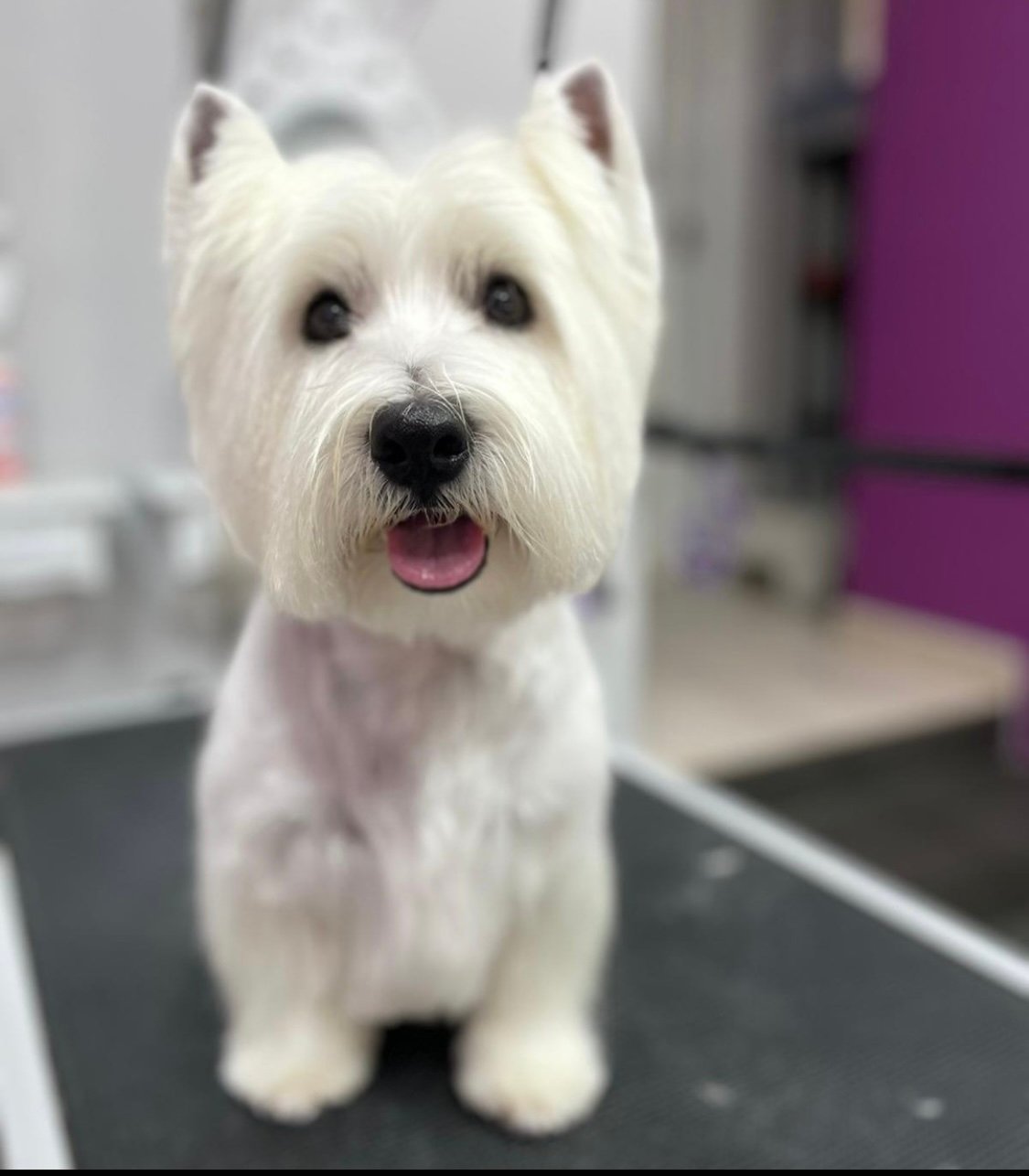 Peluquería canina y felina Interzoo Viriato Chamberí Madrid