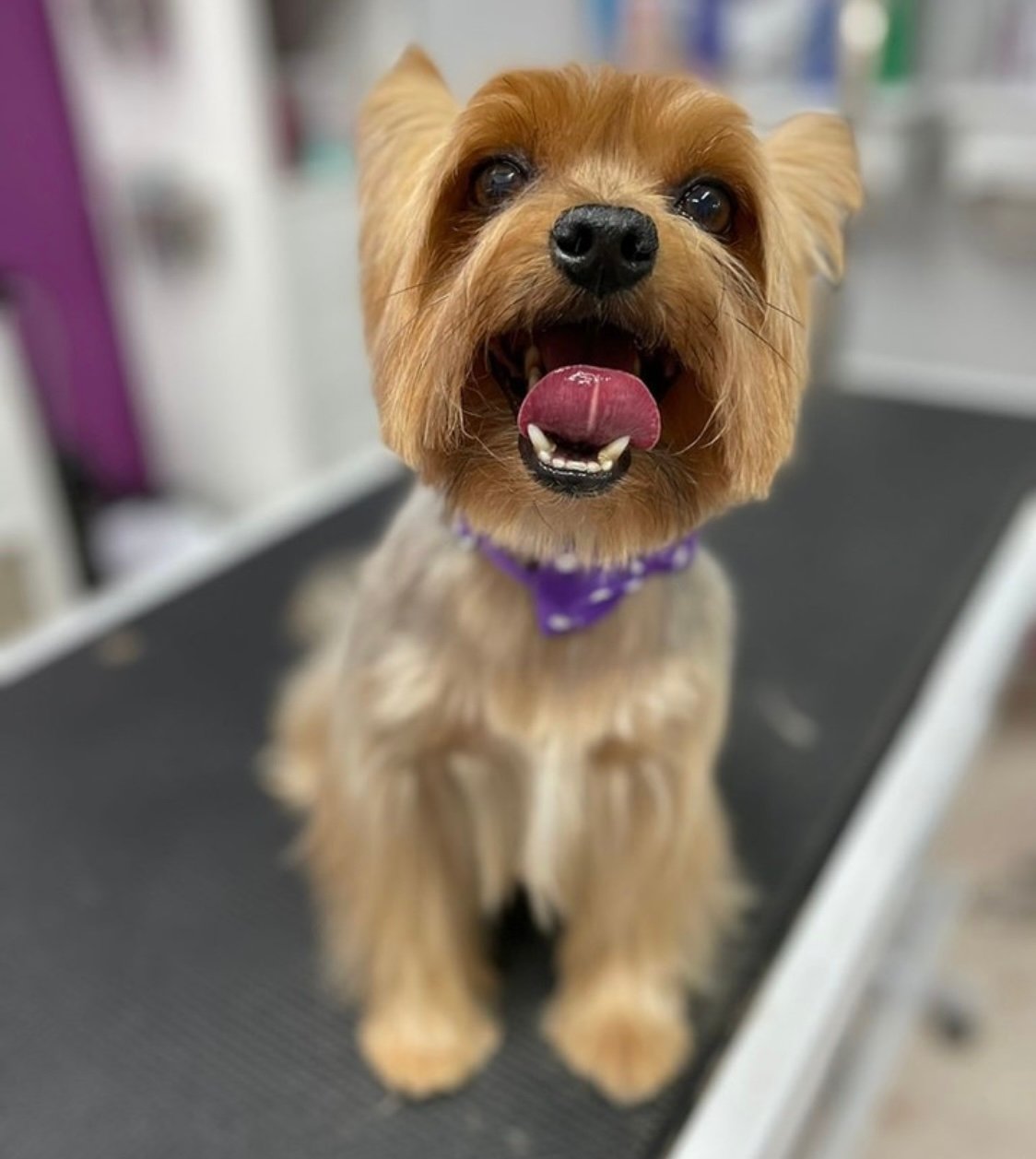 Yorkshire Terrier con pañuelo en peluquería canina Chamberí Madrid