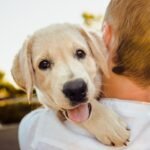 seguro-para-mascotas-blog-interzoo-viriato