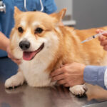 Importancia-de-vacunar-a-tu-perro_InterzooViriato_Blog