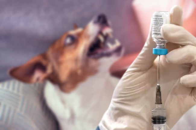 vacunacion contra la rabia perros obligatoria